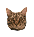 ただの飼い猫されど飼い猫（個別スタンプ：1）