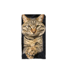 ただの飼い猫されど飼い猫（個別スタンプ：3）