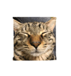 ただの飼い猫されど飼い猫（個別スタンプ：4）