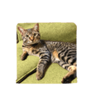 ただの飼い猫されど飼い猫（個別スタンプ：5）