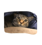 ただの飼い猫されど飼い猫（個別スタンプ：6）