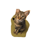 ただの飼い猫されど飼い猫（個別スタンプ：8）