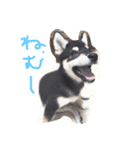 黒柴こむぎβ（個別スタンプ：1）