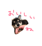 黒柴こむぎβ（個別スタンプ：2）