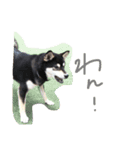 黒柴こむぎβ（個別スタンプ：3）