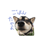 黒柴こむぎβ（個別スタンプ：4）