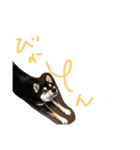 黒柴こむぎβ（個別スタンプ：6）