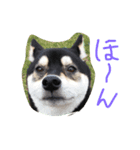 黒柴こむぎβ（個別スタンプ：8）