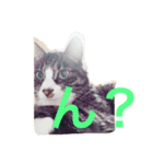 うちねこタビ（個別スタンプ：1）
