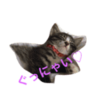 うちねこタビ（個別スタンプ：2）