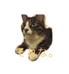 うちねこタビ（個別スタンプ：5）