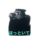 うちねこタビ（個別スタンプ：7）