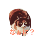 うちねこタビ（個別スタンプ：8）