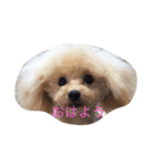 トイプードル   XOXO（個別スタンプ：1）