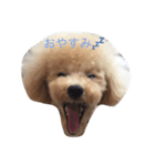 トイプードル   XOXO（個別スタンプ：2）