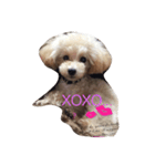 トイプードル   XOXO（個別スタンプ：5）