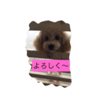 トイプードル   XOXO（個別スタンプ：6）