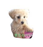 トイプードル   XOXO（個別スタンプ：8）