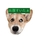 コギ❤︎ラブ（個別スタンプ：10）