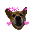 コギ❤︎ラブ（個別スタンプ：11）