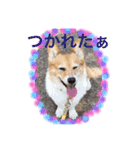 コギ❤︎ラブ（個別スタンプ：15）