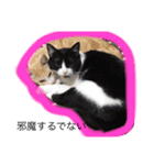 猫様スタンプ（個別スタンプ：2）