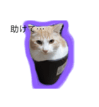 猫様スタンプ（個別スタンプ：3）