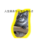 猫様スタンプ（個別スタンプ：4）