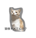 猫様スタンプ（個別スタンプ：6）