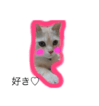 猫様スタンプ（個別スタンプ：7）