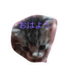 子猫の日常生活（個別スタンプ：1）