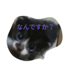 子猫の日常生活（個別スタンプ：2）
