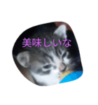子猫の日常生活（個別スタンプ：3）