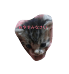 子猫の日常生活（個別スタンプ：4）