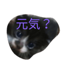 子猫の日常生活（個別スタンプ：5）