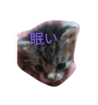 子猫の日常生活（個別スタンプ：6）