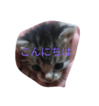 子猫の日常生活（個別スタンプ：7）