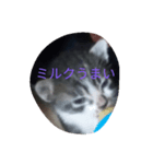 子猫の日常生活（個別スタンプ：8）
