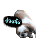 Meimei - The Cute Little Dog（個別スタンプ：3）