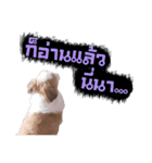 Meimei - The Cute Little Dog（個別スタンプ：4）