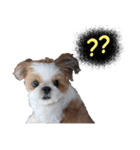 Meimei - The Cute Little Dog（個別スタンプ：7）