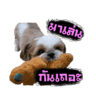 Meimei - The Cute Little Dog（個別スタンプ：9）