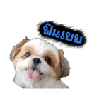 Meimei - The Cute Little Dog（個別スタンプ：11）