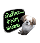 Meimei - The Cute Little Dog（個別スタンプ：12）