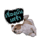 Meimei - The Cute Little Dog（個別スタンプ：14）