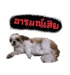 Meimei - The Cute Little Dog（個別スタンプ：15）