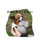 じゃじゃまる（個別スタンプ：3）