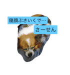 じゃじゃまる（個別スタンプ：4）