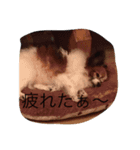 じゃじゃまる（個別スタンプ：7）