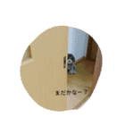 トイプードル 良く使うスタンプ（個別スタンプ：37）